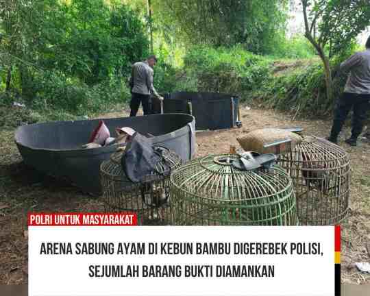 Lokasi Sabung Ayam di Tengah Kebun Bambu Digerebek Gabungan Polres Garut dan Polsek Cibatu, Barang Bukti Berhasil Disita